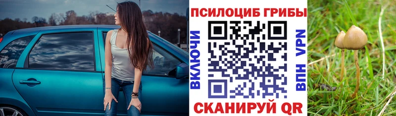 Псилоцибиновые грибы Cubensis  Купить закладки  Рошаль 